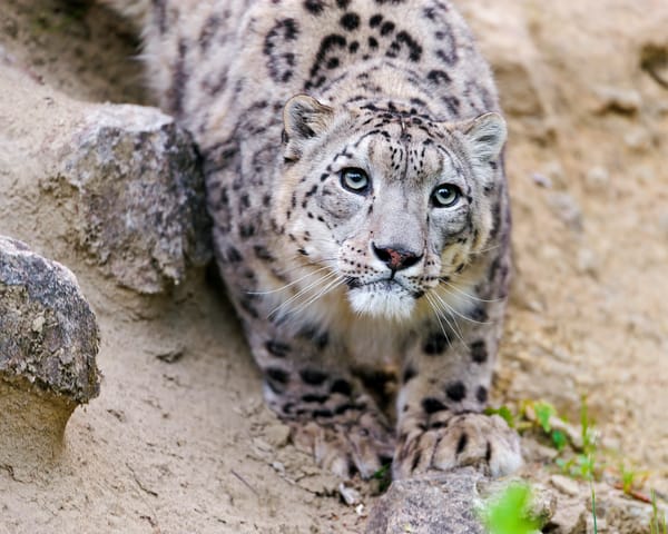 Обои снежный барс, кошка, ©Tambako The Jaguar, морда, взгляд, ирбис