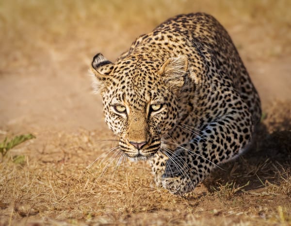 Обои Масаи-Мара, Кения, леопард, взгляд, Masai Mara, дикая кошка, Kenya