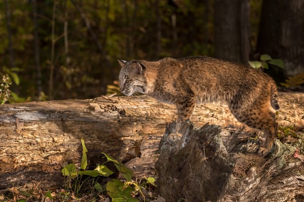 Обои лес, рыжая, рысь, Lynx rufus, хищник, деревья