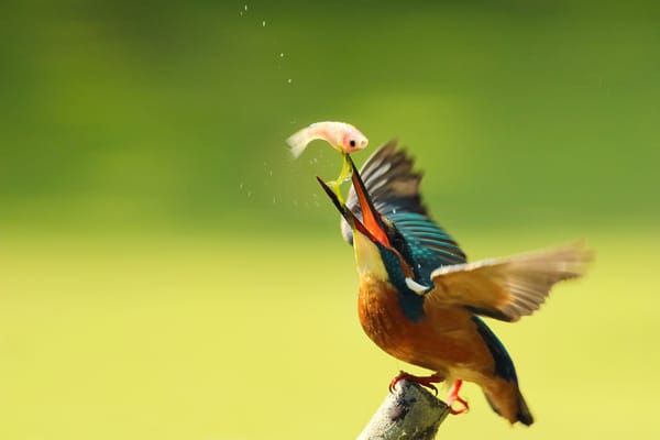 Обои птица, обыкновенный зимородок, капли, By Boris, улов, kingfisher, ветка, alcedo atthis