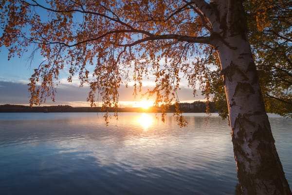 Обои закат, осень, Lake Saimaa, берёза, Финляндия, озеро, дерево, озеро Сайма, ветки, Finland, Southern Savonia, Южное Саво