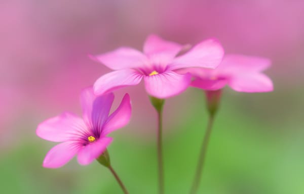 Обои oxalis, wood sorrel, flowers