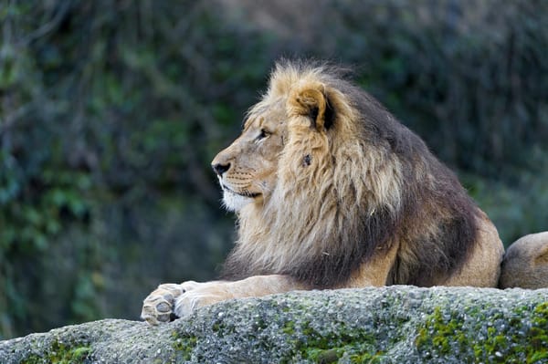 Обои лев, грива, взгляд, кошка, камень, ©Tambako The Jaguar
