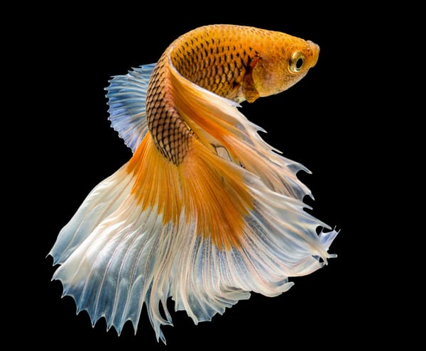 Обои fish, flakes, orange