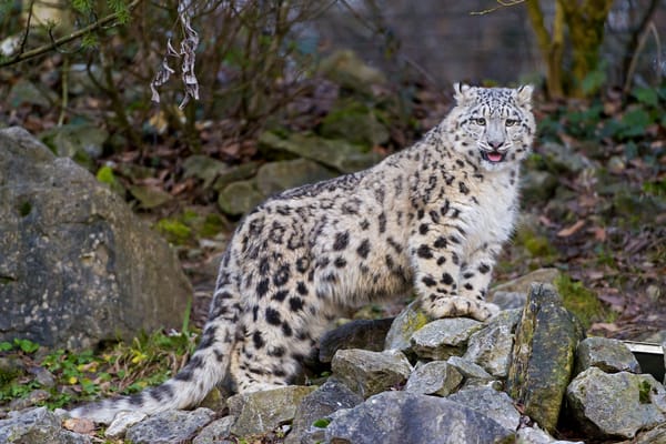 Обои снежный барс, язык, кошка, камни, ©Tambako The Jaguar, котенок, ирбис