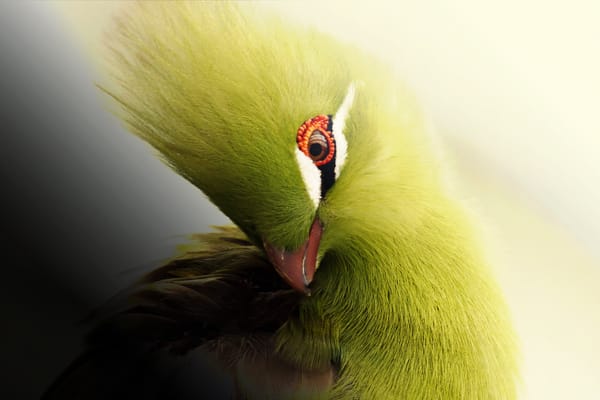 Обои Турако, Африка, Knysna Turaco, птица
