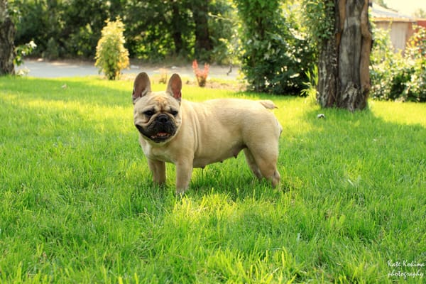 Обои French Bulldog, девочка, французский бульдог, трава