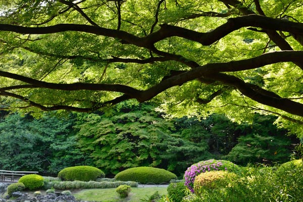 Обои Shinjuku Gyoen National Garden, Императорский парк Синдзюку, Japan, Tokyo, Япония, деревья, Токио, парк, Синдзюку Гёэн