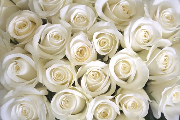 Обои white, розы белые, roses