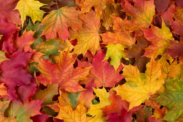 Обои autumn, осенние листья, leaves