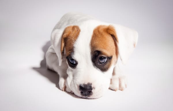 Обои pitbull boxer mix, боксёр, питбуль, щенок