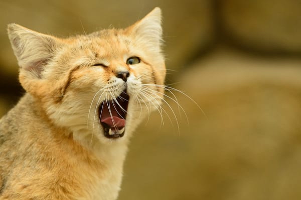 Обои барханная кошка, sand cat, зевает, песчаный кот, взгляд, кошка, язык