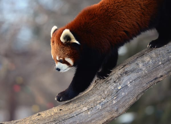 Обои красная панда, дерево, firefox