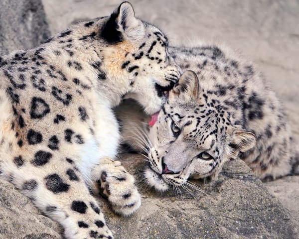 Обои пара, snow leopard, взгляд, камни, ласка, ирбис, снежный барс
