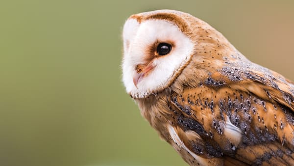 Обои амбарная сова, сипуха, птицы, barn owl