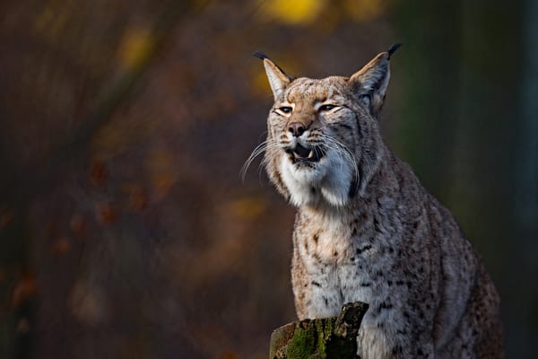 Обои дикая кошка, боке, рысь