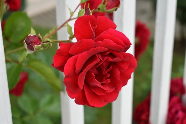 Обои Боке, Красная роза, Red rose