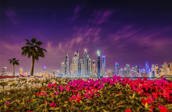 Обои закат, UAE, Дубай, рододендроны, ночной город, Dubai, здания, цветы, кусты, Дубай Марина, ОАЭ, пальмы, Dubai Marina, небоскрёбы