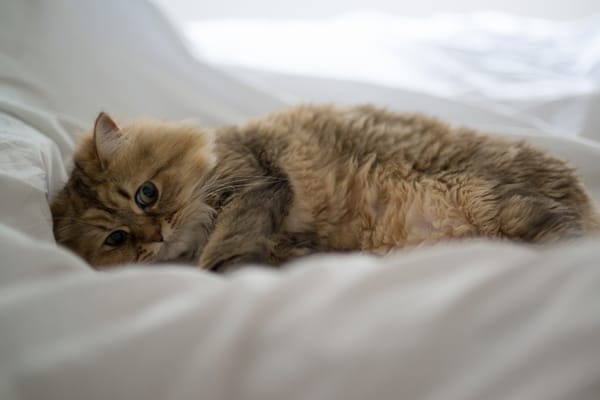 Обои Daisy, кошка, Ben Torode, лежа, постель, Benjamin Torode