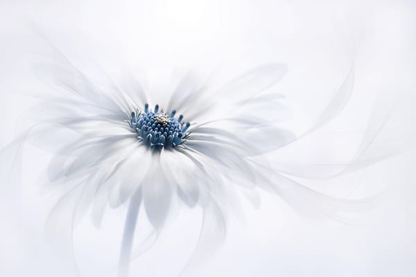Обои Osteospermum, лепестки, белый, Остеоспермум