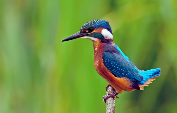 Обои птица, kingfisher, обыкновенный зимородок, ветка, alcedo atthis