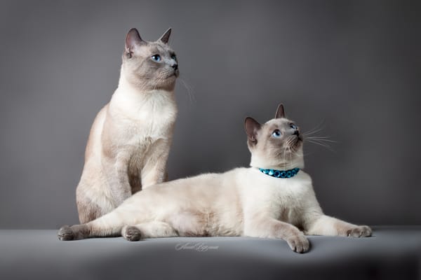 Обои тайский кот, кошка, кот, серый фон, глаза, тайская кошка