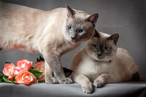 Обои тайский кот, кошка, тайская кошка, кот, серый фон, глаза