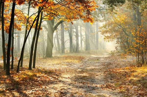 Обои Autumn trees, ROAD, утро туманное, misty, landscape, лес, nature, sun rays, красивая, лучи солнца, forest, morning, Осенние деревья, листья, LEAVES, дорога, природа, пейзаж, beautiful