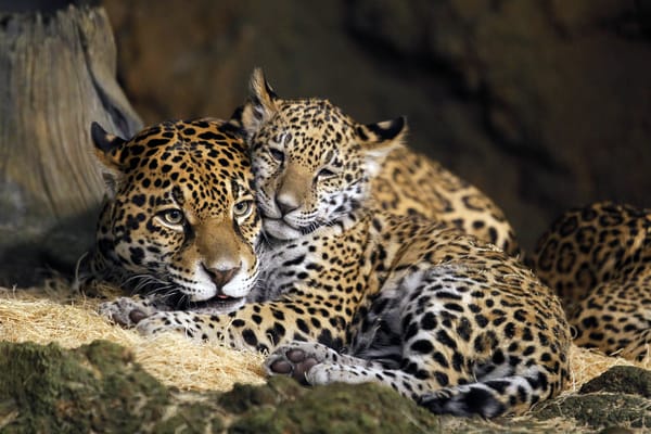 Обои ребенок, мать, Milwaukee County Zoo, Ягуары, USA