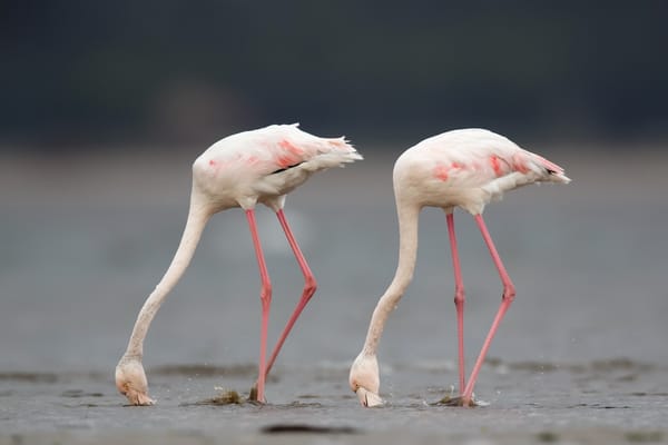 Обои природа, птицы, Greater flamingo
