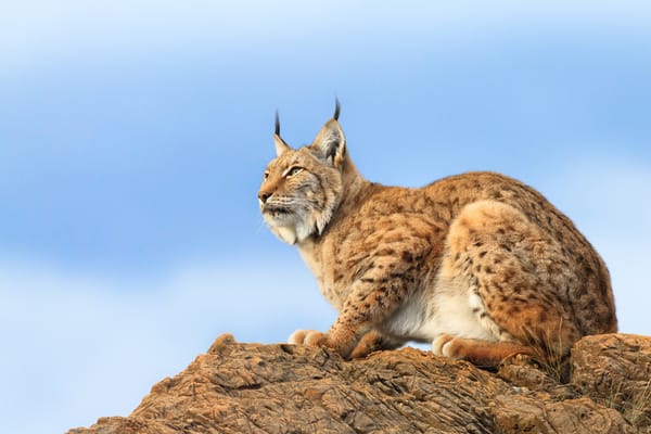Обои скалы, кошка, небо, рысь