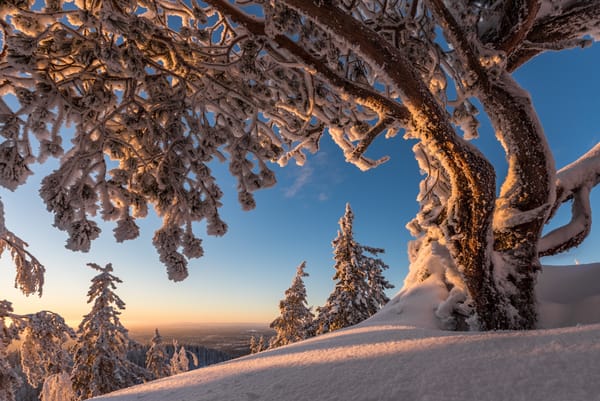 Обои зима, North Karelia, Финляндия, деревья, Koli National Park, Finland, Национальный парк Коли, снег, Северная Карелия