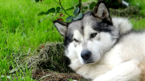 Обои Аляскинский маламут, друг, волчий окрас, Нижний Новгород, зеленые, Балахна, Ричард