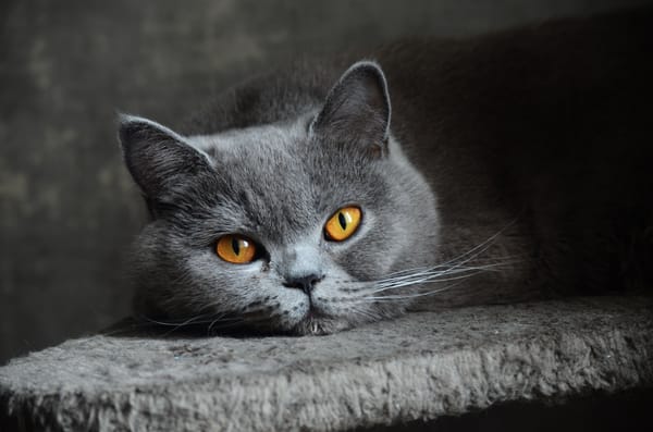 Обои кошка, короткошерстная, взгляд, британская, серая, глаза, голубая