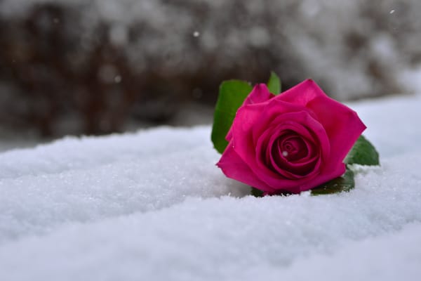 Обои роза, снег, макро, роза на снегу