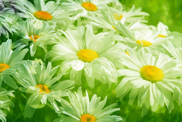 Обои Camomile, листья, прозрачные, цветы, размытость, весна, leaves, blur, flowers, meadow, ромашки, трава, grass, spring, красота, свежесть, beauty, freshness, луг, green, зелёные, white, белые