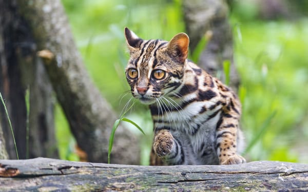 Обои Бенгальская кошка, дальневосточный кот, карликовая кошка