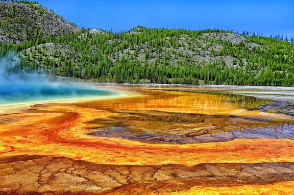 Обои Grand Prismatic Spring, горячий источник, Yellowstone National Park, Йеллоустон, деревья, Большой призматический источник, Wyoming, Вайоминг