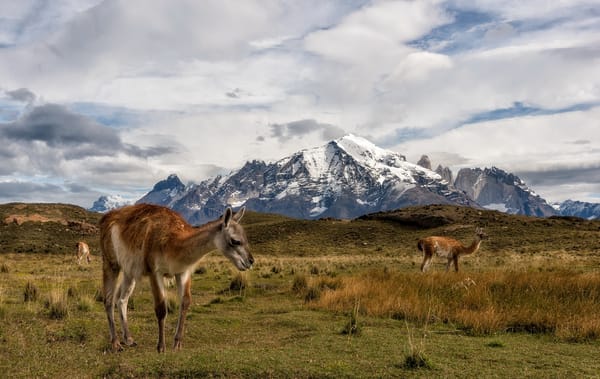 Обои Chile, Torres del Paine, ламы