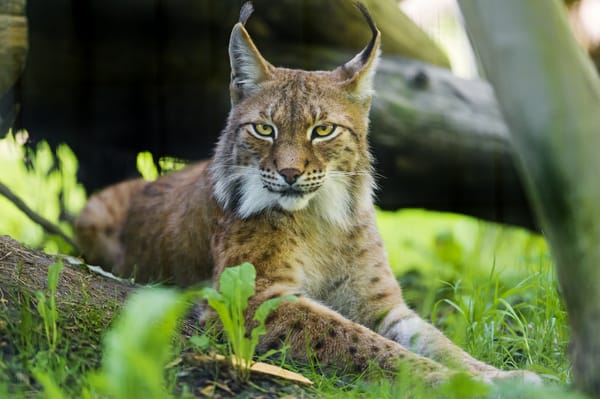 Обои рысь, кошка, ©Tambako The Jaguar