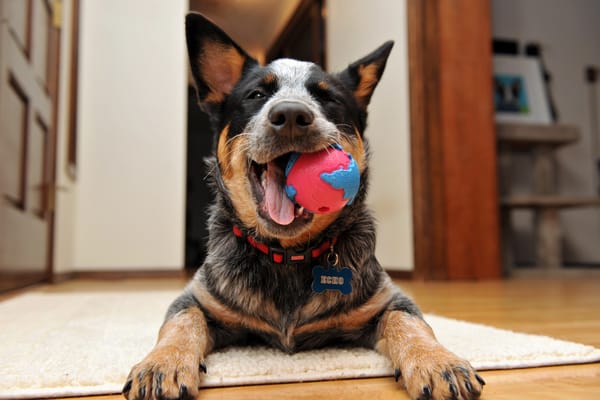 Обои Australian Cattle Dog, Happy, Puppy