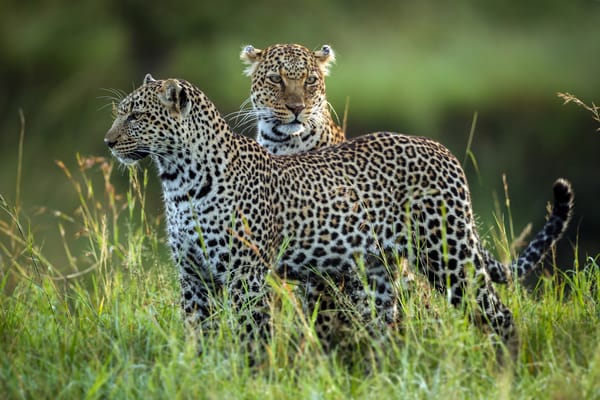 Обои Leopard Family, леопарды, дикая природа