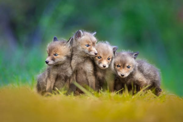 Обои little foxes, малыши, лисята, лисы