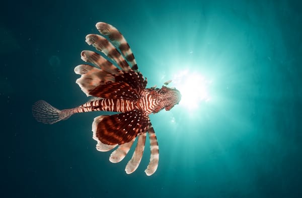 Обои Lionfish, underwater, fish, подводный, Red Sea, Крылатки, Красное море, рыбы
