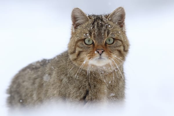 Обои дикая кошка, снег, Европейская лесная кошка, взгляд