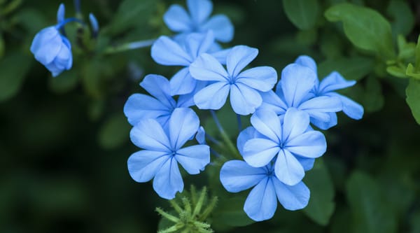 Обои Свинчатка, Плюмбаго, Blue flowers, Голубые цветы, Цветочки