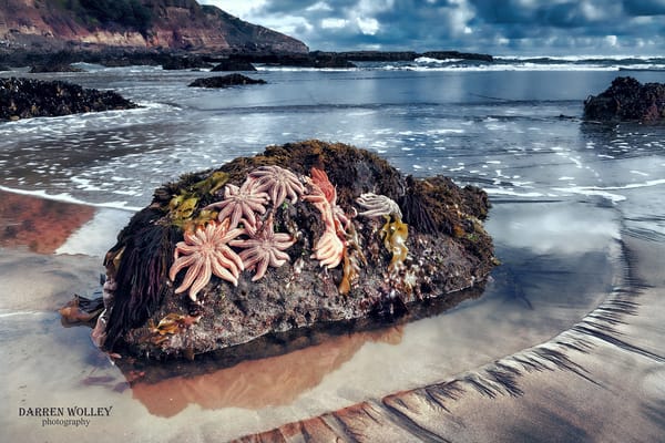 Обои Новая Зеландия, Maori Bay, залив Пленти, Бей-оф-Пленти, камни, скалы, пляж, Северный остров, океан, морские звезды