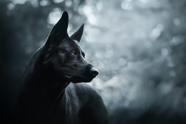 Обои друг, Prince of darkness, собака