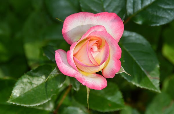 Обои Розовая роза, Pink rose, Макро