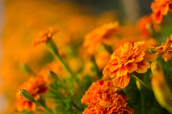 Обои бархатцы, Оранжевые цветы, Orange flowers, Боке